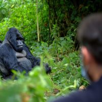 Gorilla trekking reizen