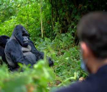 Gorilla trekking reizen