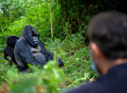 Gorilla trekking reizen