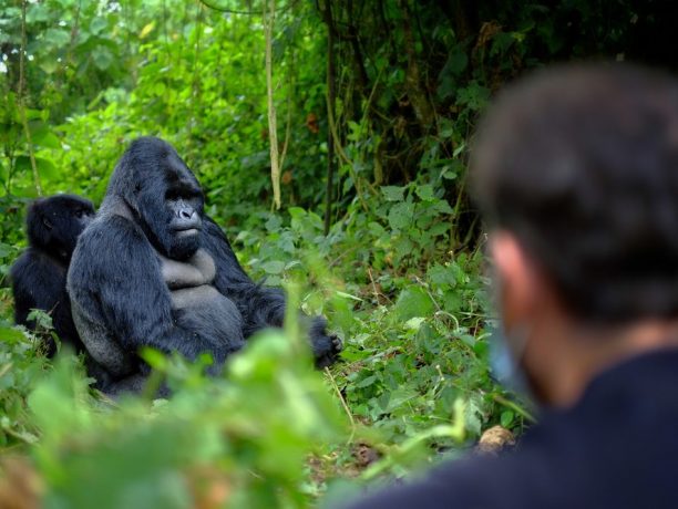 Gorilla trekking reizen