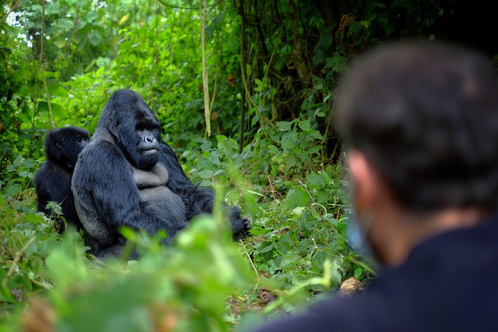 Gorilla trekking reizen