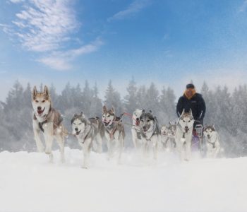 Huskysafari, Noorwegen - Shutterstock Activiteiten Lapland, Husky