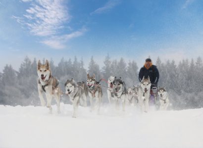 Activiteiten Lapland, Husky