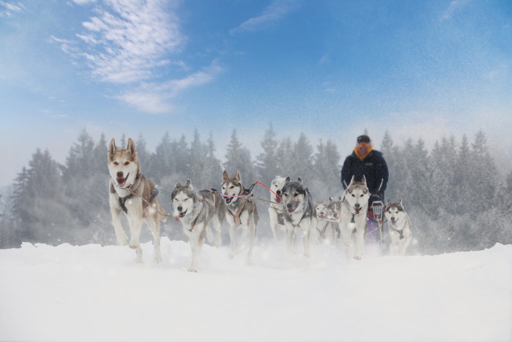 Activiteiten Lapland, Husky