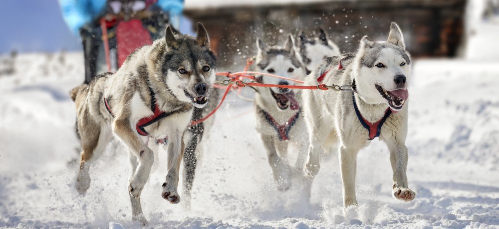 Huskysafari Noorwegen - Shutterstock