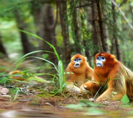 Golden Monkey Nature Reserve
