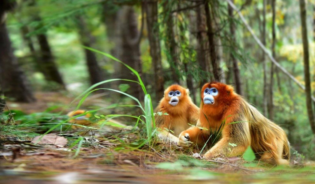 Golden Monkey Nature Reserve