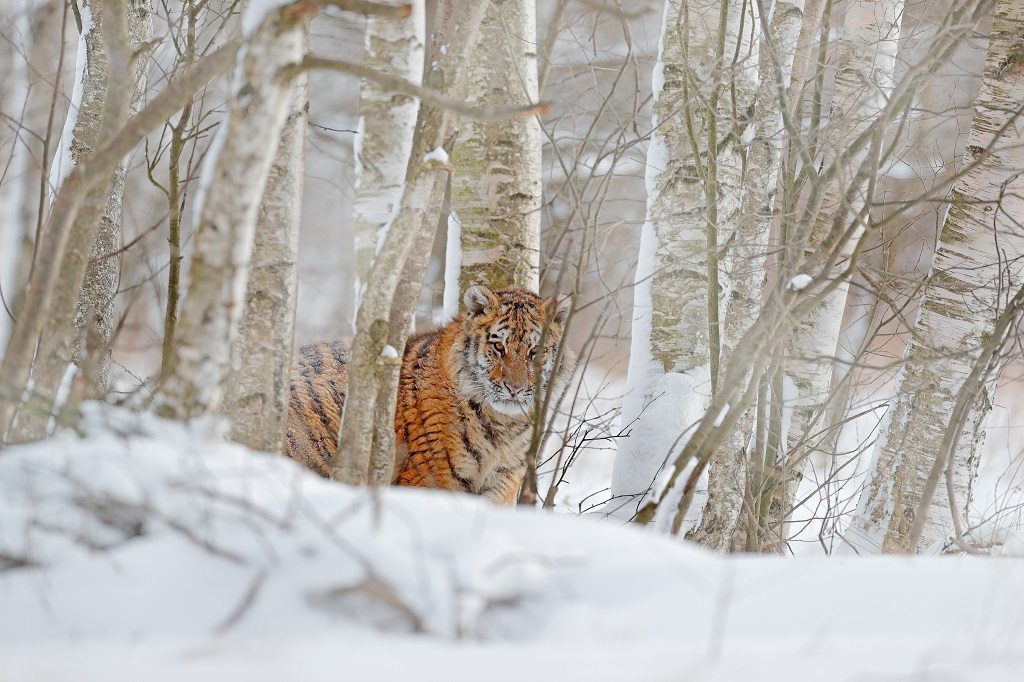 Siberian Tiger Reserve, Rusland