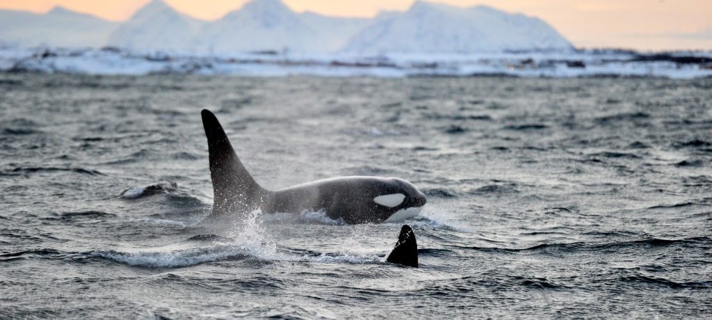 Orka, Noorwegen - Shutterstock