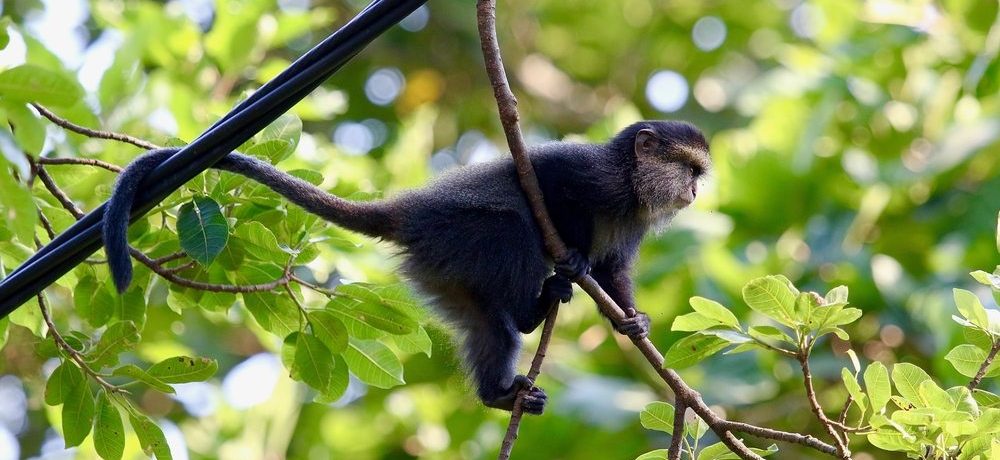 Nyungwe