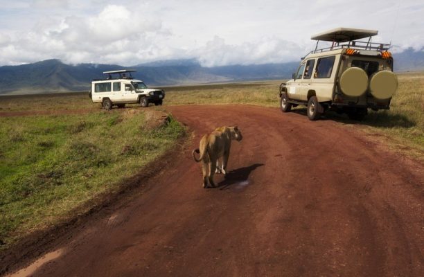 Ngorongoro game drive