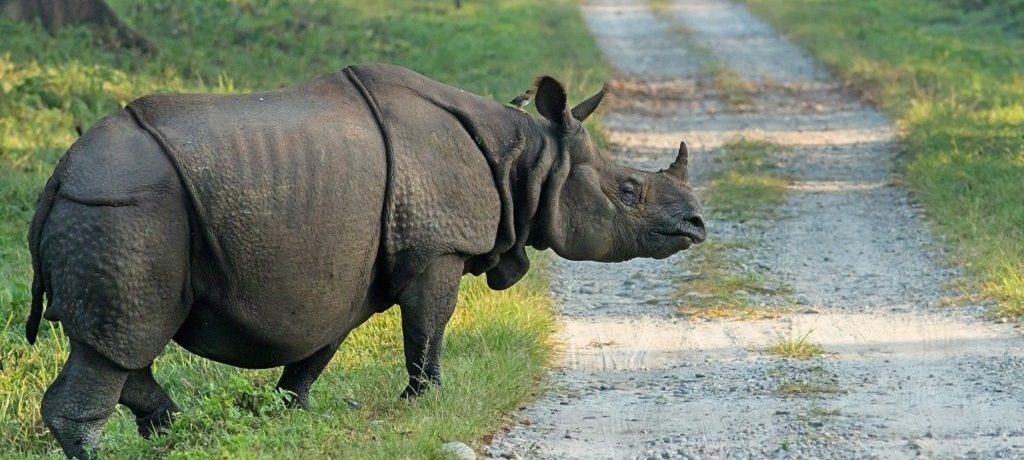 Neushoorn, Kaziranga wn Dudhwa, India, Azië - Shutterstock