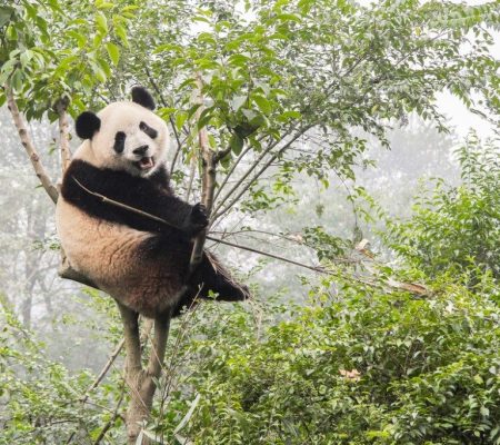 Panda, Sichuan, China - Shutterstock