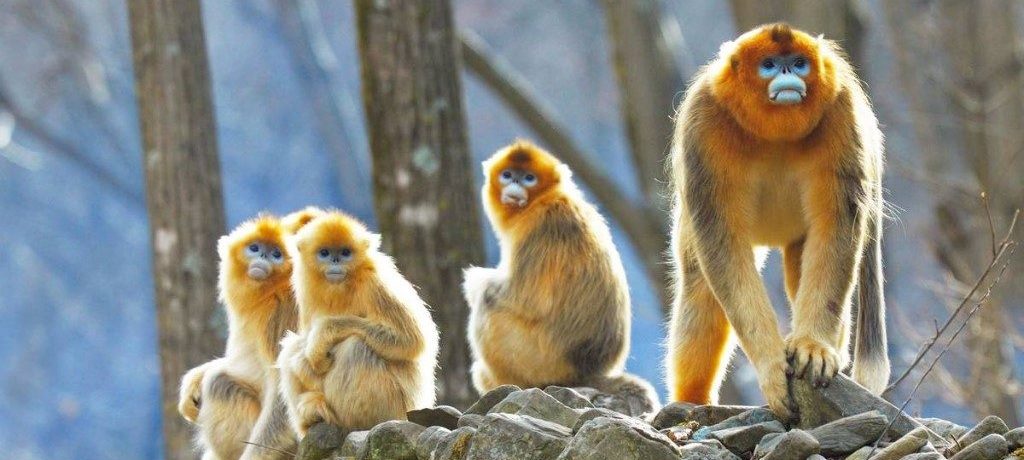 Dieren in China
