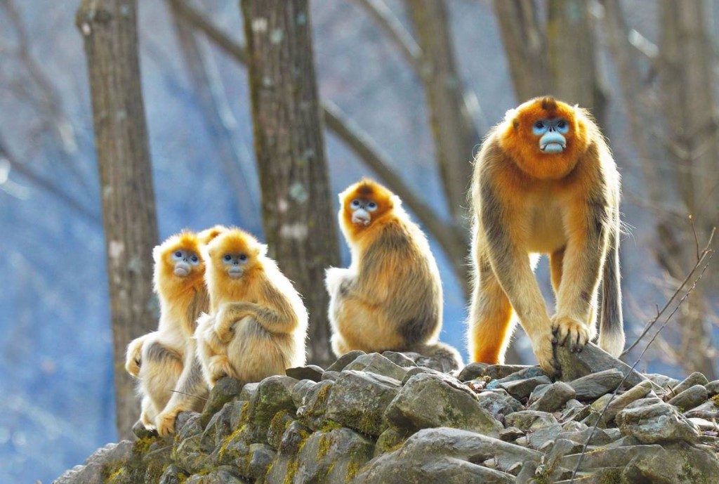 Dieren in China
