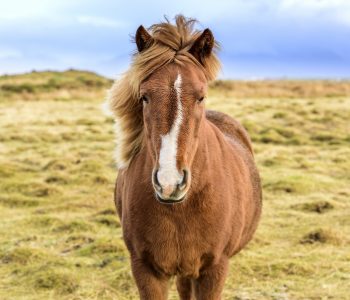 Paard rijden, Westfjorden, IJsland - Shutterstock Paardrijden Isafjördur