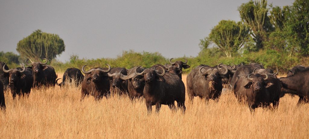 Buffel safari reizen