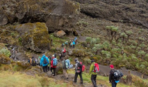 Kilimanjaro beklimmen Machame