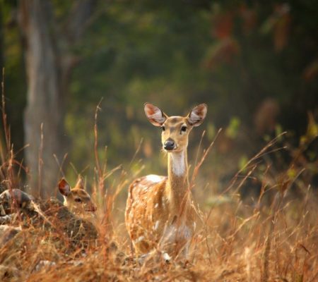 Gevlekte hert, Panna, India - Shutterstock