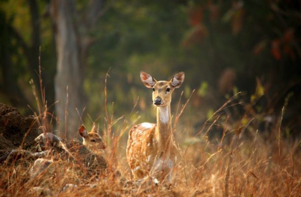 Gevlekte hert, Panna, India - Shutterstock