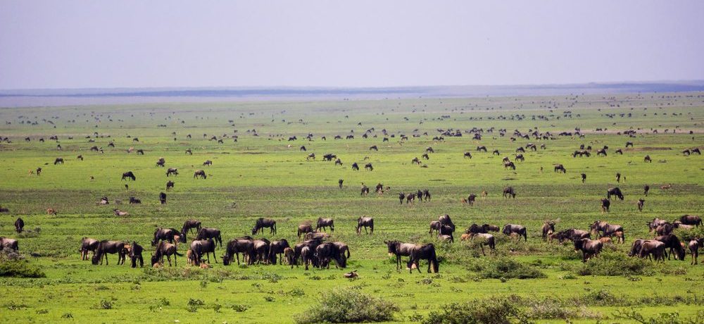 Serengeti zuid, Wildebeest migratie reis zuid