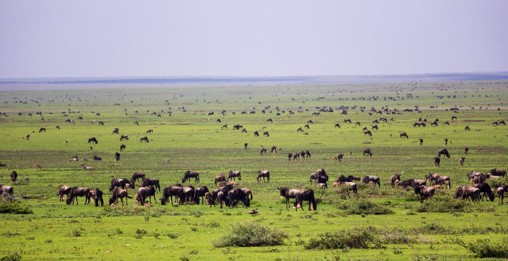 Serengeti zuid, Wildebeest migratie reis zuid