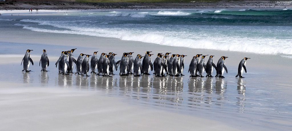 pinguïns Falkland eilanden, Antarctica reizen