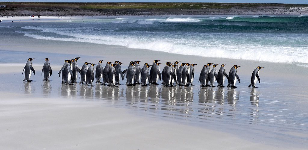 pinguïns Falkland eilanden, Antarctica reizen