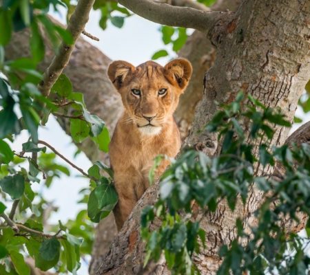 Lake Manyara National Park, leeuw