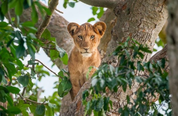 Lake Manyara National Park, leeuw