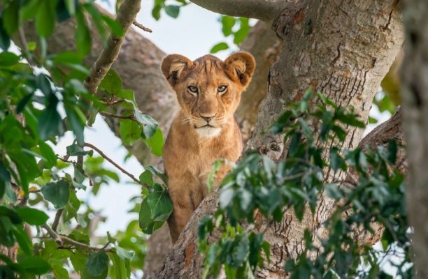 Lake Manyara National Park