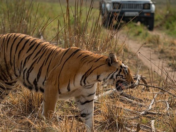Tijger safari, India - Shutterstock India natuur reizen, Tadoba tijger safari