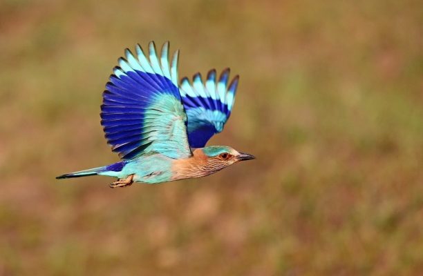 IJsvogel, Bandhavgarh & Kaziranga, India - Shutterstock IJsvogel spotten in Kaziranga