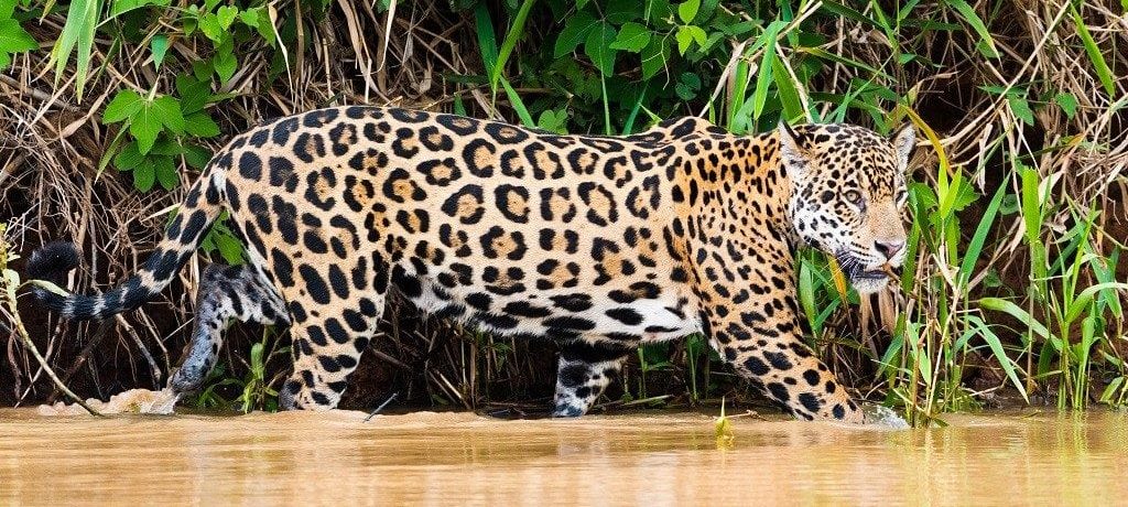 Jaguar, North Pantanal, Brazilië - Shutterstock Pantanal Jaguar, Brazilië, North Pantanal