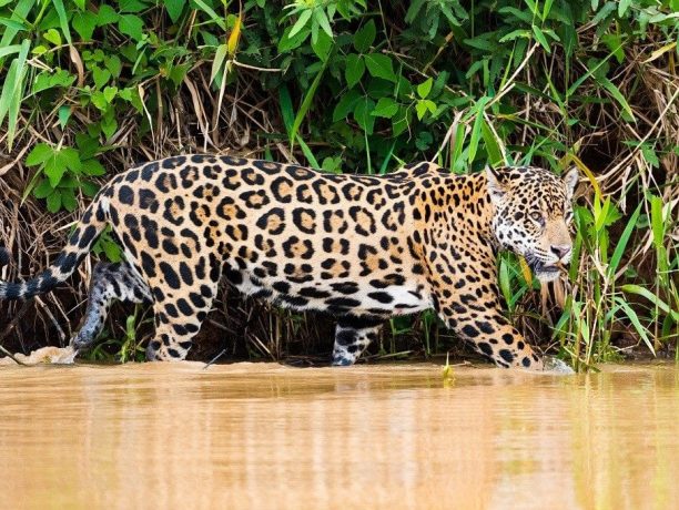 Jaguar, North Pantanal, Brazilië - Shutterstock Pantanal Jaguar, Brazilië, North Pantanal