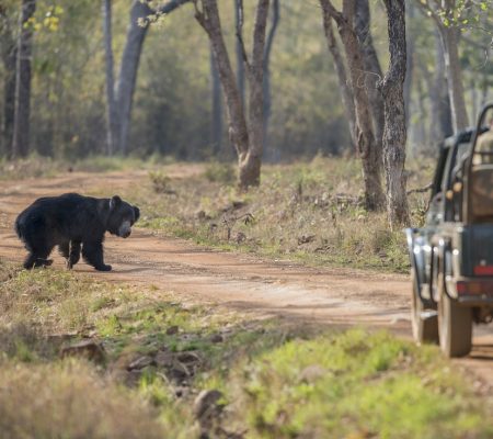 Game drive, Tijgers en lippenberen