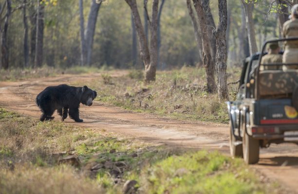 Lippenbeer, Tadoba, India - Shutterstock Game drive, Tijgers en lippenberen