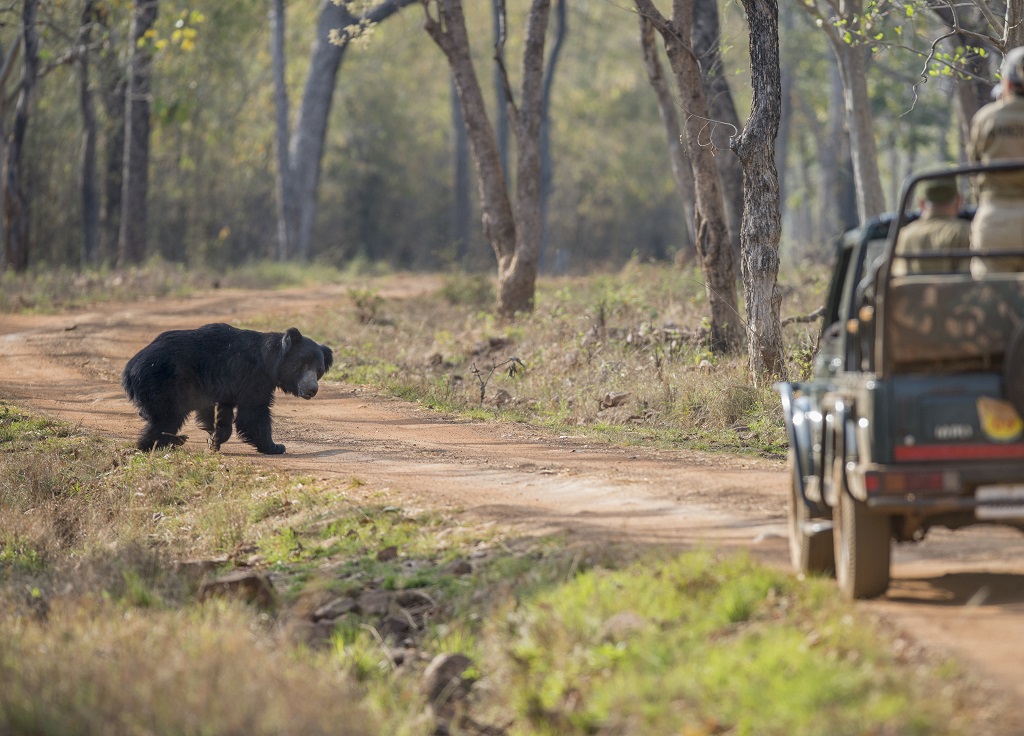 Game drive, Tijgers en lippenberen