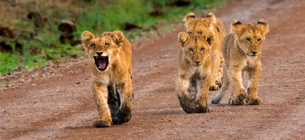 Tanzania rondreis, Serengeti National Park