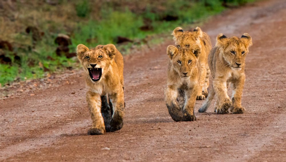 Tanzania rondreis, Serengeti National Park