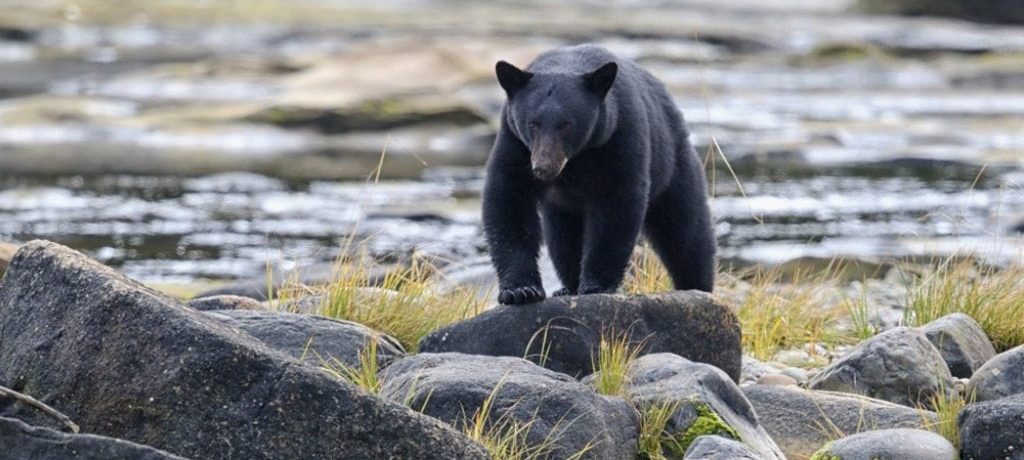 Zwarte beer, Pacific Rim, Vancouver Island, Canada - Shutterstock Canada Pacific Rim, Wildlife en natuur