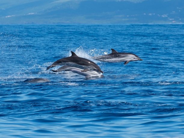 Sao Miguel zwemmen met dolfijnen