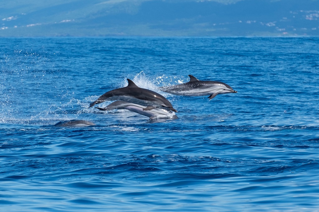 Sao Miguel zwemmen met dolfijnen