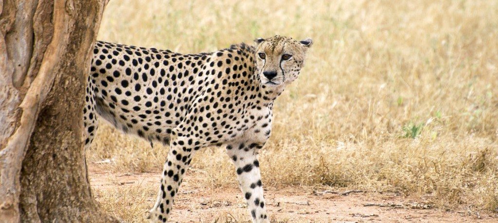 Cheetah in Tsavo West
