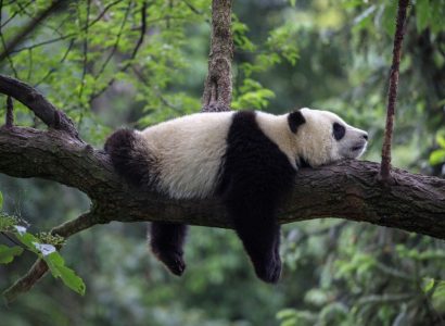 Reuzenpanda, Natuur reizen in China