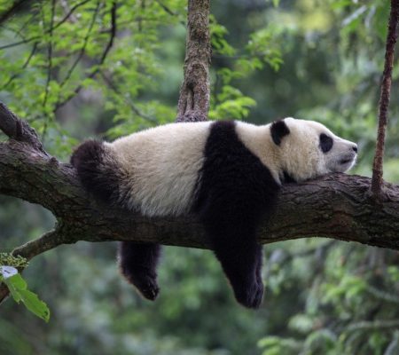 panda natuurreis China