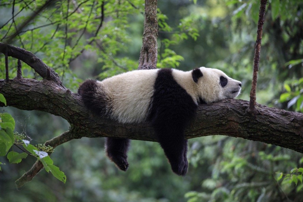 panda natuurreis, Natuur reizen in China, Pandabeer