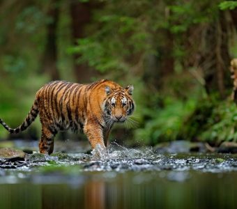 Siberische tijger, Taiga woud, Rusland - Shutterstock Siberische tijger, Taiga woud, Rusland - Shutterstock