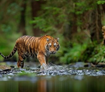 Wildlife reizen