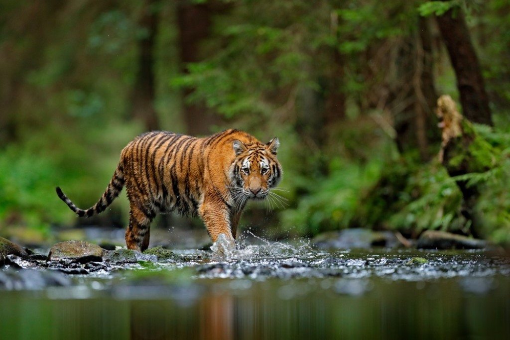 Wildlife reizen